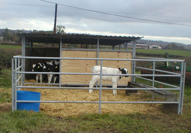 Calf Houses